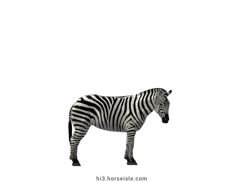 Plains Zebra White Striped Coat